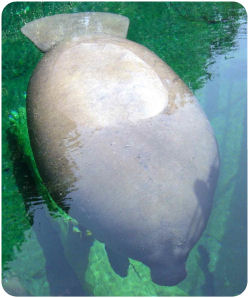 Manatee